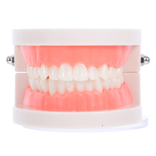5Pcs Typodont Model For Kids Oral Teaching Tool