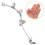3St Formele Oorbellen Vrouwen, , Clip-on, Stevige Pasvorm 11