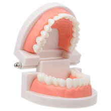 2 Pcs Model For Children Oral Education Tooth Training