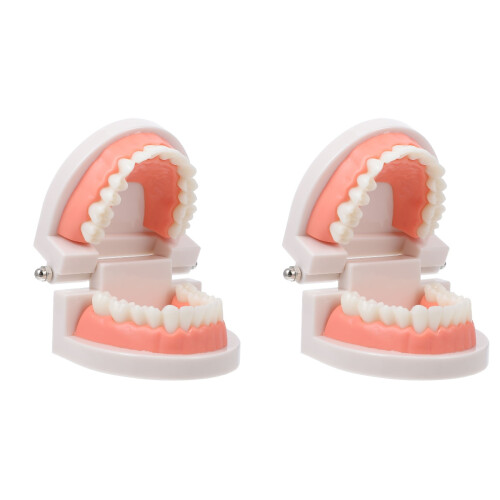 2 Pcs Model For Children Oral Education Tooth Training 1