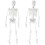 2Pcs Human Skeleton Model Medical Study With Removable Parts 45Cm 2