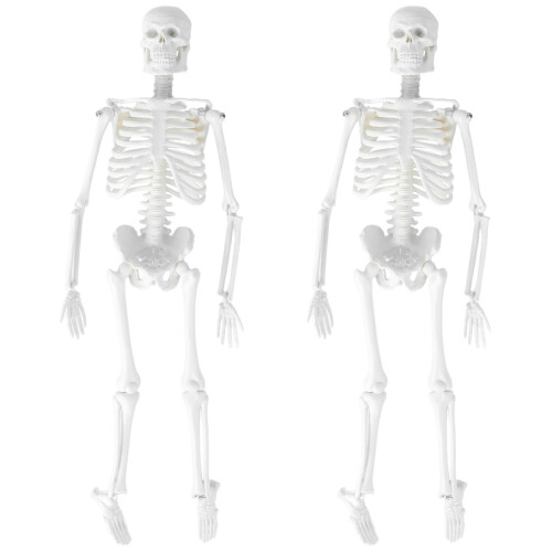 2Pcs Human Skeleton Model Medical Study With Removable Parts 45Cm 1