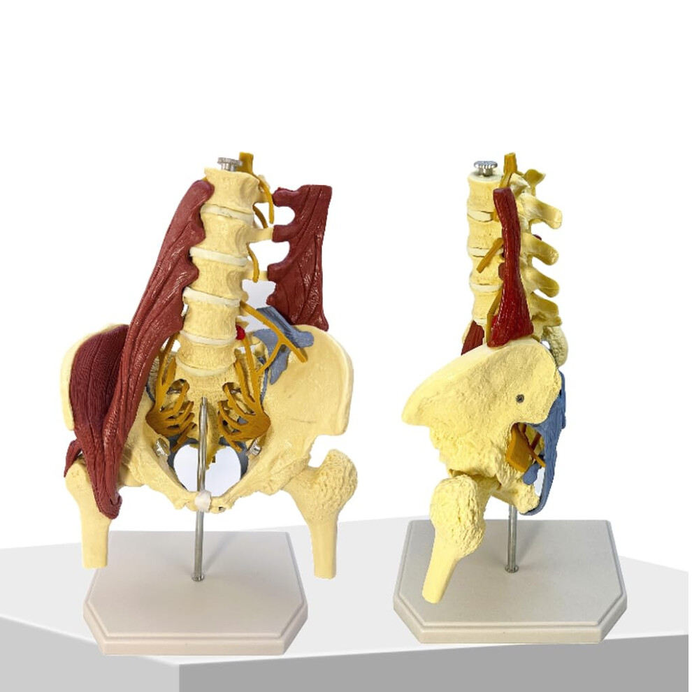 Lumbar Spine Belt Pelvic Muscle Model Unilateral Pelvic Bone Model For Medical Education, Pelvic Floor Demonstration