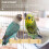 5Pcs Parrot Perch Bird Cage Bamboo Standing Chewing Stick Toy 6