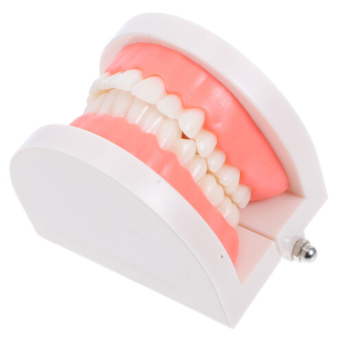3Pcs Typodont Model For Kids Tooth Decay Brushing Tool 2