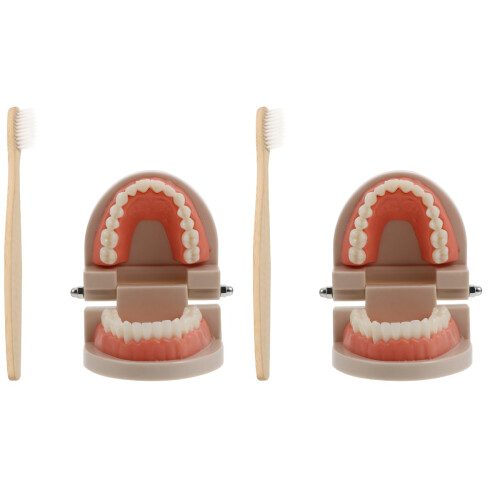 2 Sets Child Teeth Model For Oral Education Random Color 1
