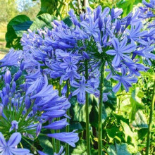Agapanthus 'Brilliant Blue' 9cm Pot African Lily Vibrant Colouring For Coastal Gardens 1 Plant