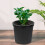 1Seau Plastique Noir Polyvalent Résistant Pour Plantes 3