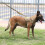 Working Dog Training Vest For Large Dogs Tactical Harness With Handle Metal Hook Panel 3