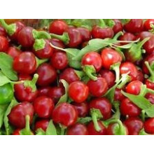 Semi Red Cherry Hot Pepper Non-GMO Heirloom 50 Seeds Seed Pack