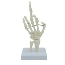 Hand Bone Hand Skeleton Model Shows Articulated Joints Fingers Wrist Movable Knuckles for Anatomy Study Education Use