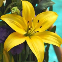 Yellow Oriental Lily Bulbs - 3 Bulbs, Trumpet-Shaped, Highly Fragrant, Garden Perennial, Oriental Lily Variety
