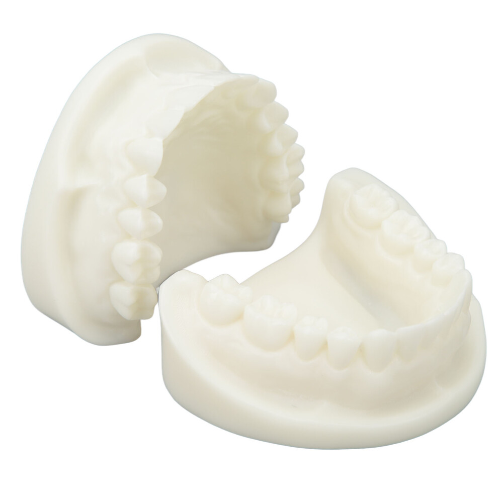 Tooth Model Educational Simulation White Corundum for Dental Teaching