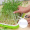 1St Keimtablett Lebensmittelechtes PP Grün Für Garten 8