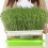 1St Keimtablett Lebensmittelechtes PP Grün Für Garten 6