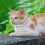 plüsch-halsband für katzen und , und bequem 3