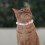 plüsch-halsband für katzen und , und bequem 5