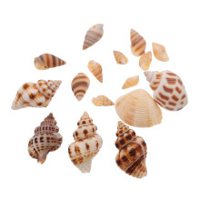 2 Boxen Seeschnecken Schale Heimdekoration Aquarium Landschaft