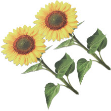 2Stk Acryl Sonnenblume Stecker Garten Deko Blumenstecker Gartenschild