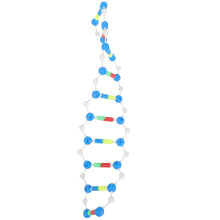 dna-modell doppelhelix lernhilfe wissenschaft