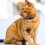 2 katzen identifikationsschilder 6