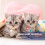 10St Stempelbare Titanium Steel Tags Als - En Kattenpen 7