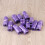 15 Pet Claw Bedruckte Mit Beutelspender 2