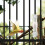 Bird Automatic Water Feeder Käfighängender Trinkwasserspender 4