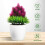 3Pcs Plastic Simulation Potted Plants Assorted Color Decorative Bonsai 7