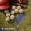 Baseball Softball Ausrüstungshalter Mit Handschuhklemme Helmhaken 4
