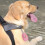 Pet Spender Halter Mit 1 Rolle Auslaufsichere 10