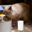 Replacement Filters For Cat Water Fountain Filter Box 4