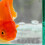 33 Vulkanstein Für Aquarium Und Betta – Filtermedium 7