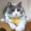 Breathable Wool Knitted Pet Collar with Adjustable Rope, 30cm 12