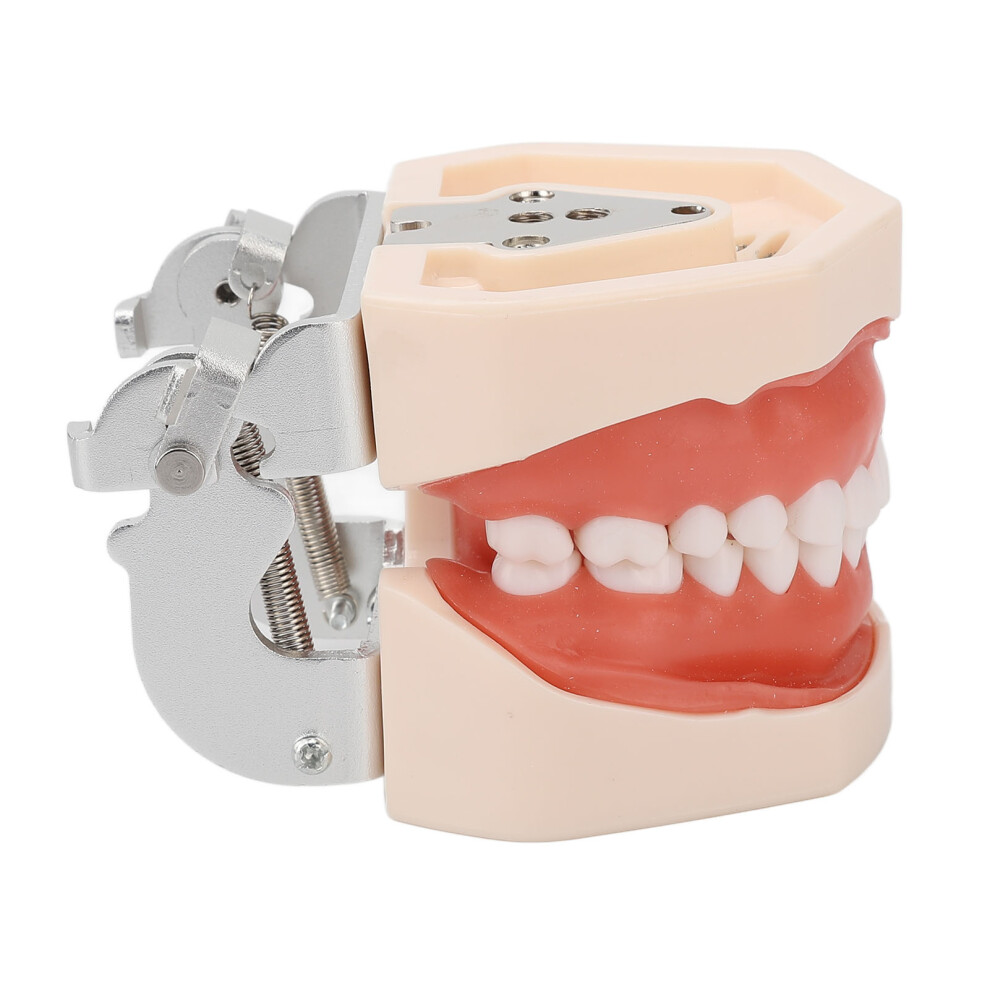 Standard 28 Teeth Soft Gum Adult Denture Dental Teaching Model