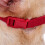 Muselière Chien En Maille Rouge Lavable Confort Antiléchage 6