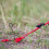 Outdoor Camping Hering Spiral Pflock 5