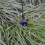 50 Pcs Drip Irrigation Emitters Adjustable Pressure Compensating 5