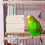 Cockatiel Chewing Toys Assorted Color 1 Pcs 11