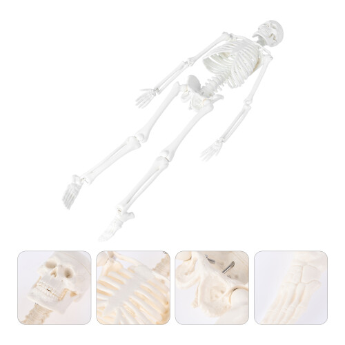 Human Skeleton Model Anatomische Met Uitneembare 2