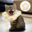 Collier Conique Chat Ajustable Anti-Rougeurs 6