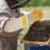 Beekeeper Prevent Mit Schutzärmel Gegen (Gold, Xl) 7