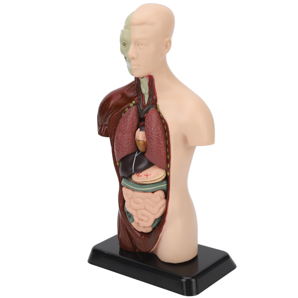Durable Detachable Human Torso Model for Advanced Anatomy Learning