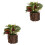 2Stk Künstliche Bonsai Topfpflanze Desktop 5