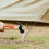 20 Pezzi In Per Spiaggia Gazebo 3