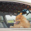 Window Dog Outdoor Pet Fence Für 1 5