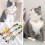 1Collier Chat Grande Déco Cloche Réglable Multi-Couleurs 11
