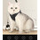 Verstellbare Pet Cat Geschirr Weste Mit (Grau, L) 2