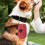 1St Pet Dropshipping Neopren Bedruckt 7