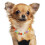 Hundehalsband Mit Für Große 9